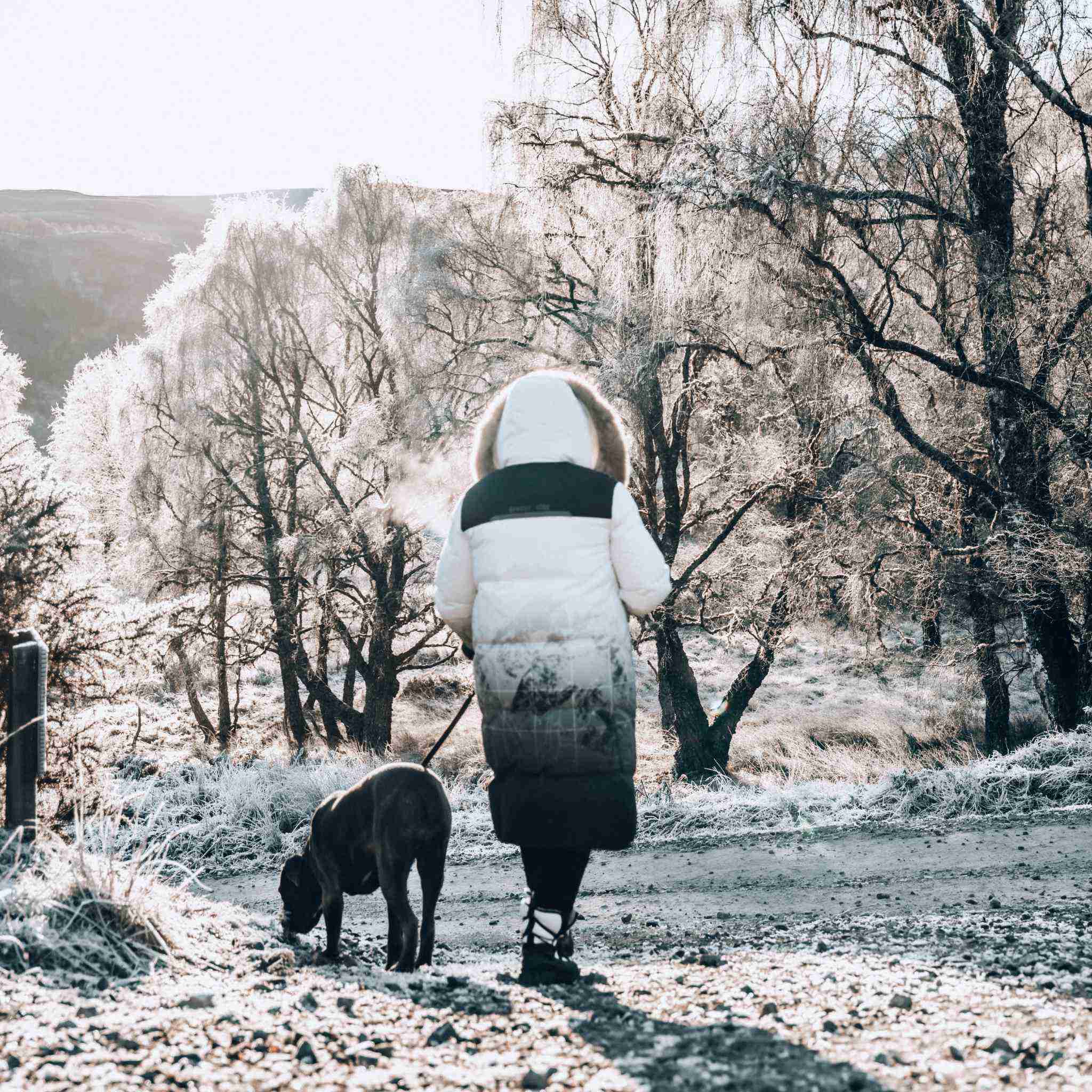 Person walking dog in frosty scottish highland landscape wearing Trident Trooper Down Coat by APACHE STAR, showcasing warmth and comfort in cold climates.